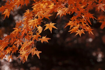 日本の秋、紅葉