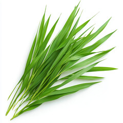 Fototapeta premium Fresh green blades of grass arranged in natural display, showcasing slender and vibrant foliage. This captures essence of nature beauty and tranquility