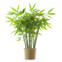Obraz premium dense bamboo bush with vibrant green leaves in decorative pot, adding touch of nature to any space. This plant enhances ambiance with its lush foliage and elegant appearance