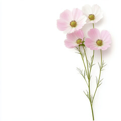 Delicate pink and white cosmos flowers with green stems on white background evoke sense of tranquility and beauty