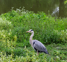 blue heron in the swamp