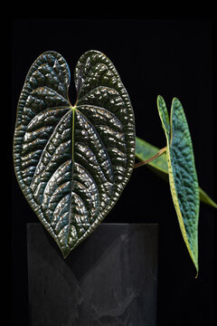 Anthurium luxurians, a rare tropical aroid plant with strongly textured, bullate, leaves. New leaves are almost black