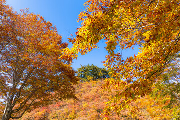 紅葉と秋晴れの空