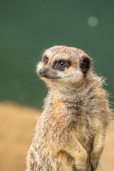 Meerkat looking at object green background
