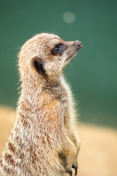 Meerkat portrait looking away profile view 