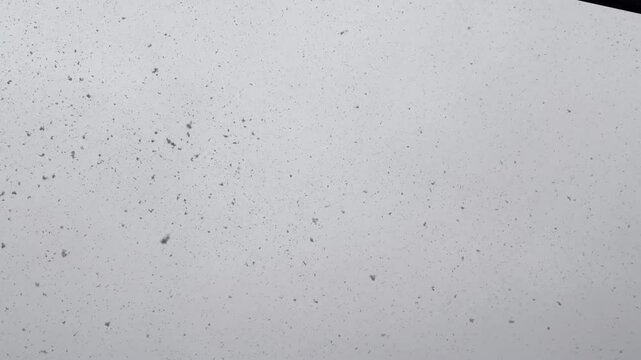 Large Snowflakes Falling from the Sky