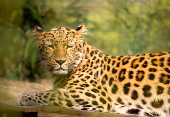 Leopard relaxed in zoo