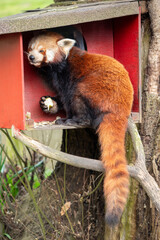 Red panda in zoom red box