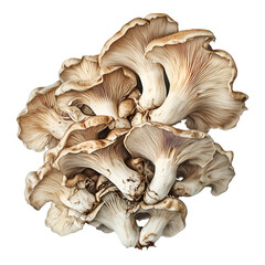 Mushroom PNG cutout isolated on white background.