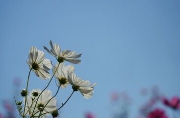 秋空を飾る白いコスモス