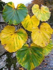 Obraz premium Vibrant green and yellow large leaves against a textured stone wall, capturing the essence of autumn. The leaves display intricate vein patterns and a gentle sheen.