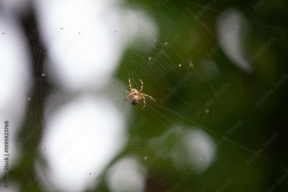 Wall mural close-up image of spider on intricate web in natural setting
