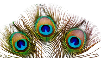 Obraz premium Beautiful Peacock Feathers with Blue and Green Eyespots on White Background
