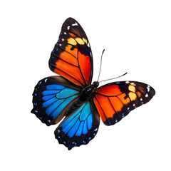 Obraz premium Vibrant Butterfly Displaying Beautiful Colors Nature Sanctuary Wildlife Photography Outdoor Environment Close-up View Nature's Splendor for Enhanced Aesthetic Appeal
