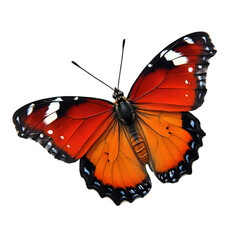 Obraz premium Vibrant Monarch Butterfly Natural Habitat Close-Up Photography Sunny Environment Macro View Symbol of Transformation and Beauty