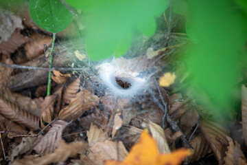 A funnel spider peeking out of its funnel along a trail in an Ontario Provincial Park.