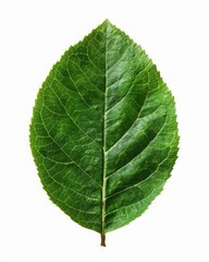 Closeup of a vivid green leaf with symmetrical veins natural setting botanical photography detailed view nature's artistry for seo impact