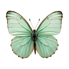 Obraz premium Captivating Butterfly Display Garden Habitat Nature Photography Outdoor Setting Close-Up Viewpoint Symbol of Transformation and Beauty for Conservation Awareness