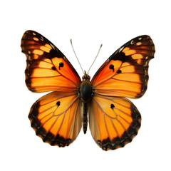 Colorful Butterfly Nature Reserve Wildlife Photography Close-up Natural Habitat Beauty of Nature