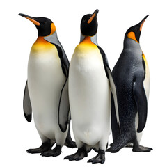 Obraz premium Penguins Displaying Social Behavior in a Natural Habitat Wildlife Photography Antarctica Close-Up View Animal Behavior