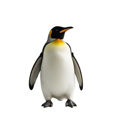 Fototapeta premium Penguin Standing Arctic Region Wildlife Photography Icy Environment Close-Up View Animal Behavior Insights for Nature Enthusiasts