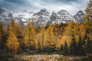 golden larch trees under snow mountain and clouds