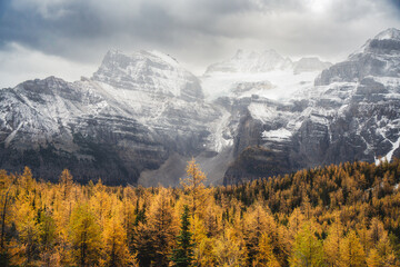 golden larch trees under snow mountain and clouds