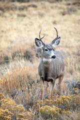 3/4 view deer in Wyoming sage brush desert, countryside 