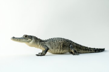 Fototapeta premium the beside view baby Gharial standing, left side view, low angle, white copy space on right, Isolated on White Background