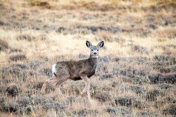 Young deer in the field, Wyoming portrait profile view