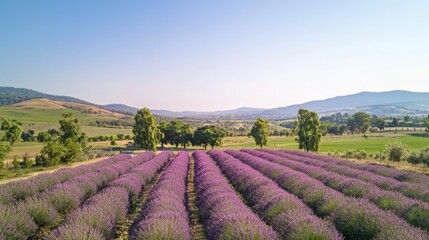 Fototapeta premium Aerial View of Breathtaking Lavender Field in Full Bloom with Rows of Purple Flowers Against Rolling Hills and Blue Sky - Ultra-Detailed Botanical Wonders