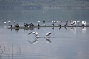 Fototapeta premium Waterbirds in a Serene Wetland