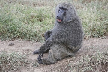 Olive Baboon Sitting in Grasslands