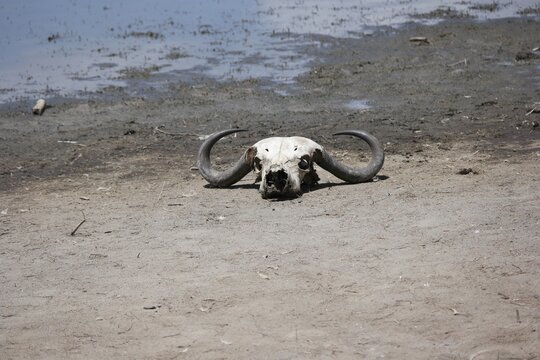 Aged Buffalo Skull on Dry Ground