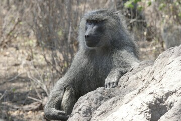 Adult Olive Baboon Sitting on Rock