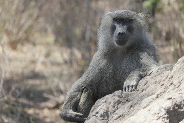 Adult Baboon Resting on Rock in Natural Habitat