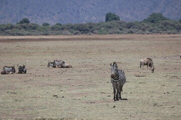 Zebra and Wildebeests in Savanna Landscape