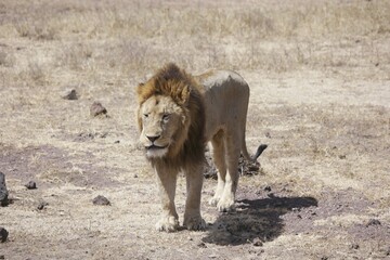 Male Lion Walking in Dry Grassland