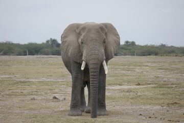 Obraz premium African Elephant in Natural Habitat