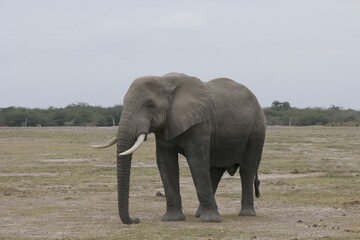Obraz premium African Elephant in Savanna Landscape