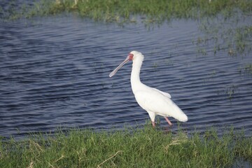 White Ibis Wading by Water