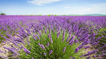 Obraz premium Tranquil Beauty: Lavender Fields in Full Bloom - Botanical Wonders of Nature