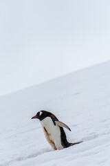 Obraz premium Close-up of a Gentoo Penguin -Pygoscelis papua- walking along a penguin highway in a snowy landscape of the colony at Danco island, on the Antarctic Peninsula