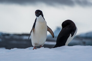 Obraz premium Close-up of two Adelie Penguins - Pygoscelis adeliae- standing on an iceberg, near the fish islands, on the Antarctic Peninsula