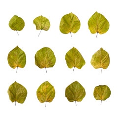 9 pieces of autumn tree's leaves. you can edit each element easily. 