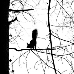 Fluffy red squirrel on a tree trunk in a winter forest.