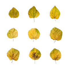 9 pieces of autumn tree's leaves. you can edit each element easily. 