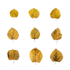 9 pieces of autumn tree's leaves. you can edit each element easily. 