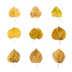 9 pieces of autumn tree's leaves