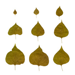 Look at these cute leaves. I collected them in autumn forest, pressed long time and took a photograph. It has their own characters. 